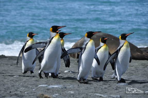 Cuidadosamente, pinguins rei atravessam a 'zona de guerra' de elefantes-marinhos na praia de Gold Harbour, na Geórgia do Sul